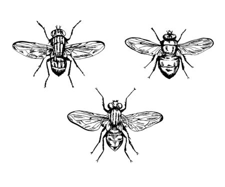 Vector set of 3 vintage realistic flyes.のイラスト素材