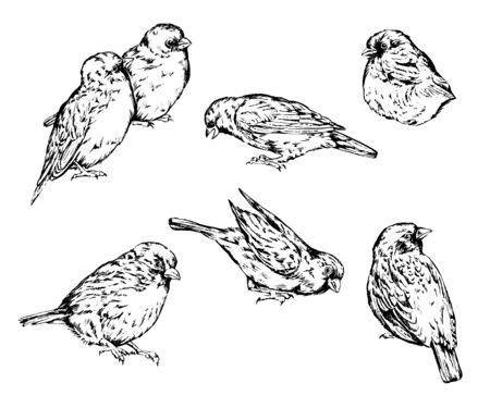 Hand drawn realistic sparrow birds vector set.
のイラスト素材
