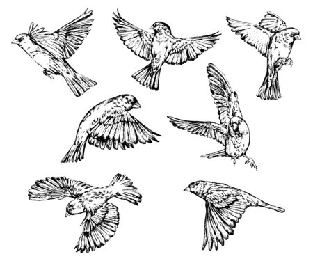 Hand drawn realistic sparrow birds vector set.
のイラスト素材