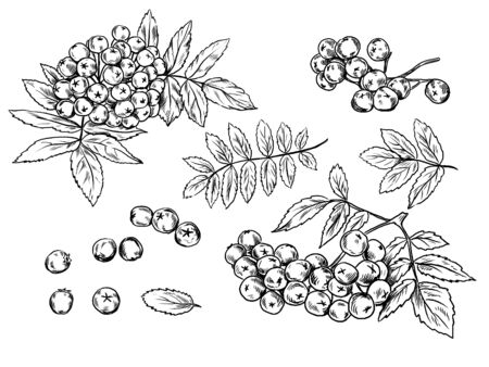 Realistic set of hand drawn black and white rowan berries with leaves. 
のイラスト素材