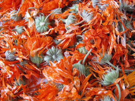 dry calendula flowersの写真素材