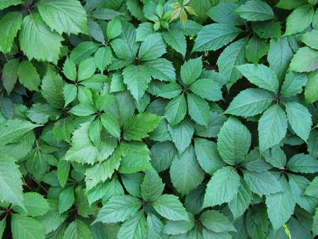 decorative climbing plant in the garden