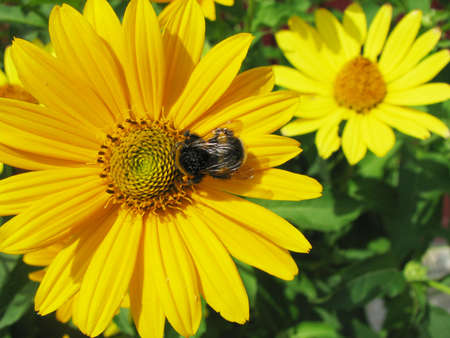 black bumblebee collects pollen on yellow flowerの写真素材
