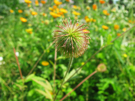ball-shaped decorative flower of meadow plantの写真素材
