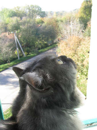 the cat at the open window watching the birdの写真素材