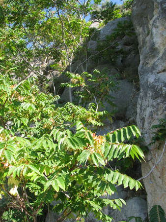 thickets of trees and bushes near the cliffの写真素材