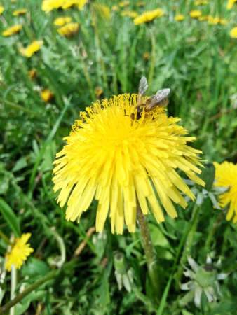 dandelion and bee