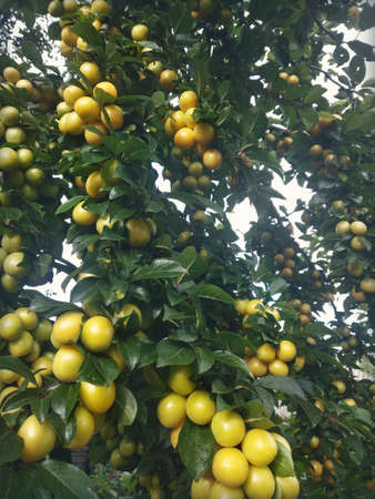 Yellow plums in the gardenの写真素材
