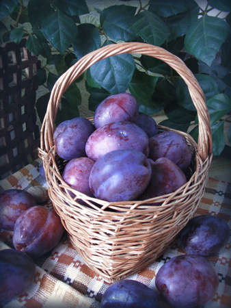 Ripe plums in a basketの写真素材