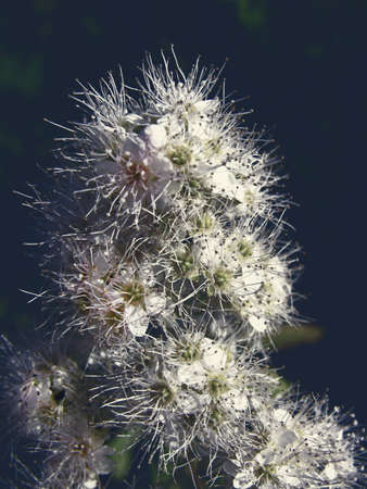 Lovely white flowersの写真素材