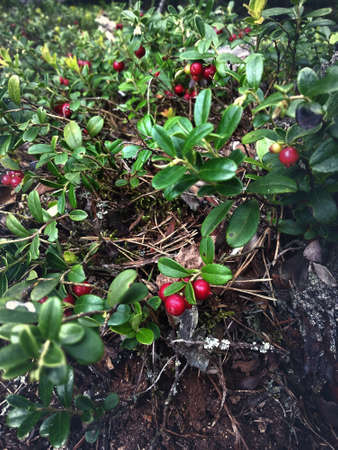 Lingonberry glade in the forestの写真素材