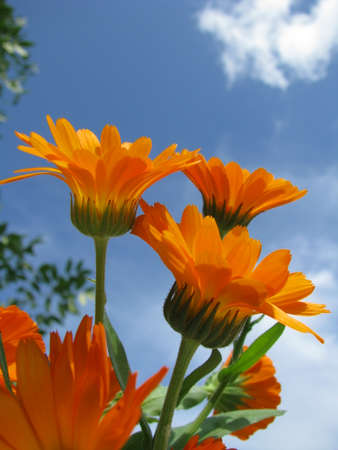 Calendula flowers in the gardenの写真素材