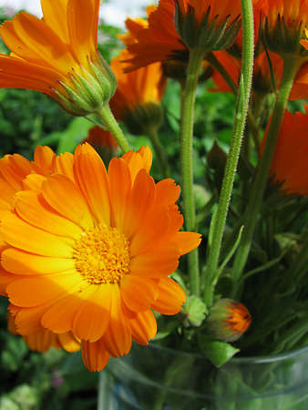 Sunny calendula flowersの写真素材