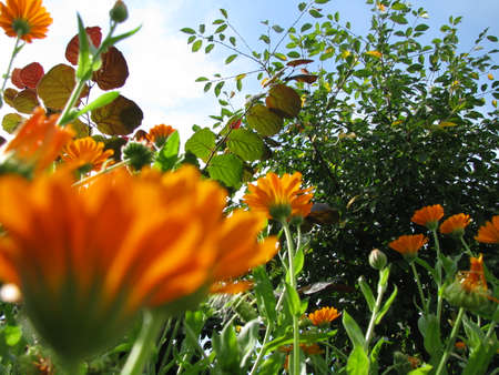 Flowers in the gardenの写真素材