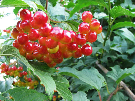 Ripe viburnum berries