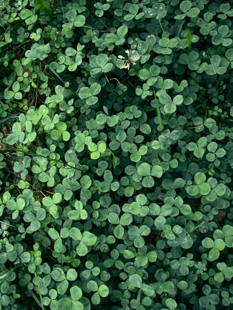 Clover leaf carpet