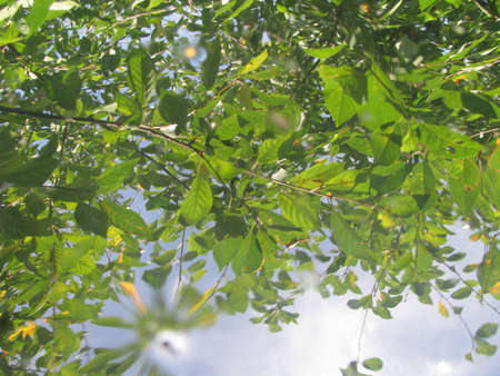 Reflection of cherry tree in waterの写真素材