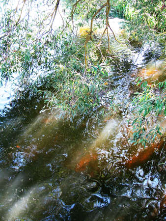 Willow over the riverの写真素材