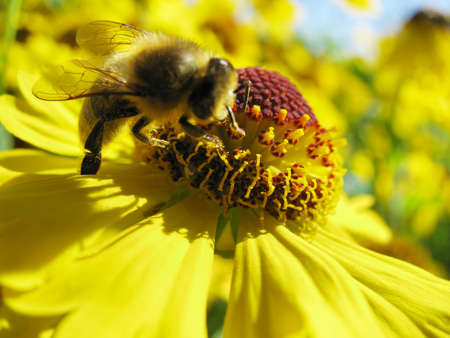 Bee on a sunny flowerの写真素材