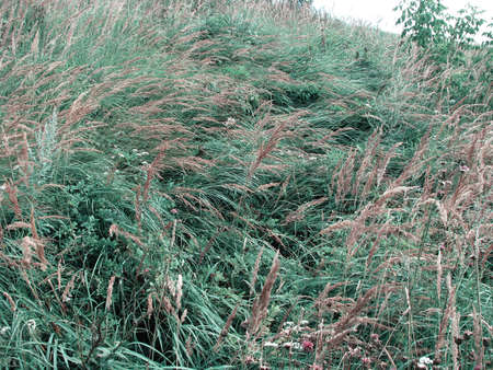 Meadow grassesの写真素材