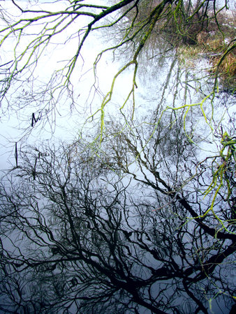 Reflection of trees in the waterの写真素材