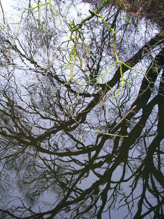 Reflection of trees in the waterの写真素材