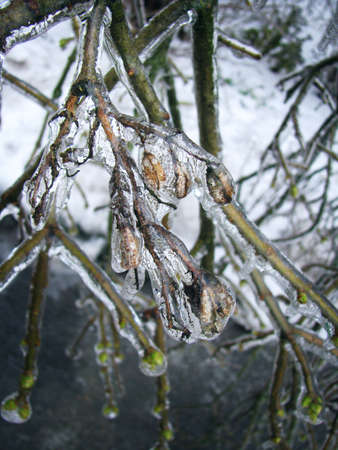 Ice-covered branchesの写真素材