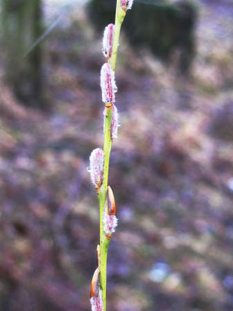 Thin branch of a treeの写真素材