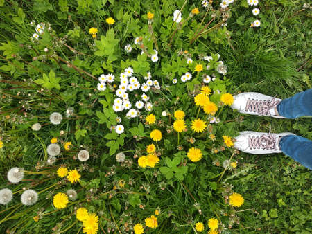 Flowers in the grassの写真素材