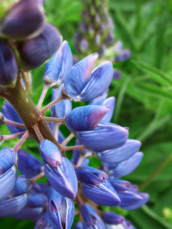 Blue flowerの写真素材