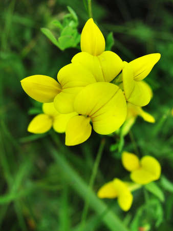 Yellow flowerの写真素材