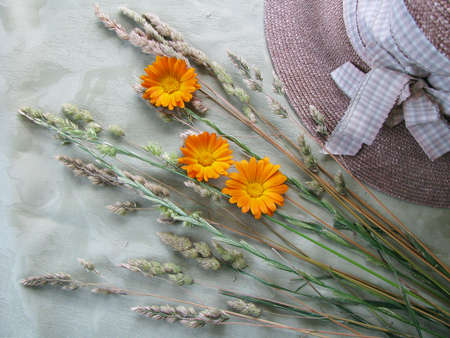 Meadow grassesの写真素材