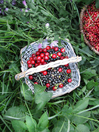 Berries in a basketの写真素材