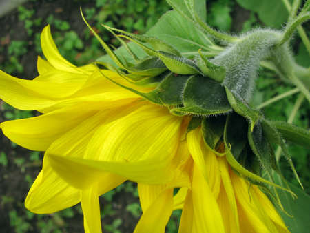 Sunflowerの写真素材