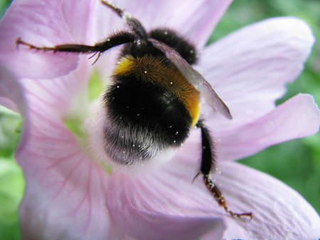 Bumblebee in pink flowerの写真素材