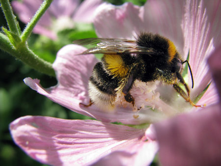 Bumblebee in pink flowerの写真素材