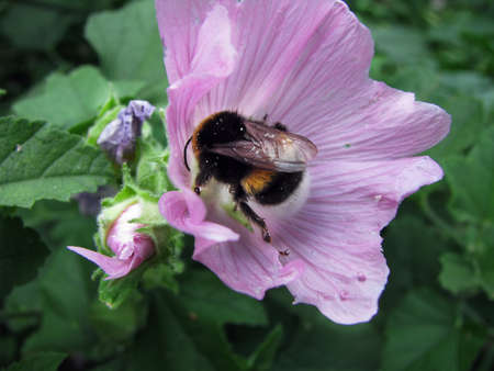 Bumblebee in pink flowerの写真素材