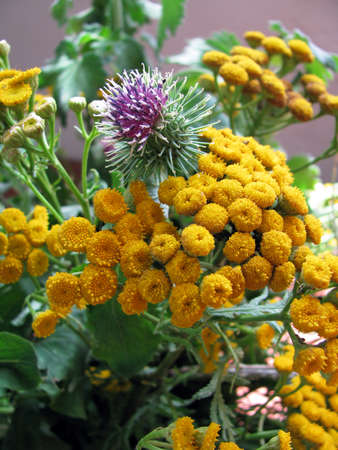 Summer wild-growing flowers bouquetの写真素材