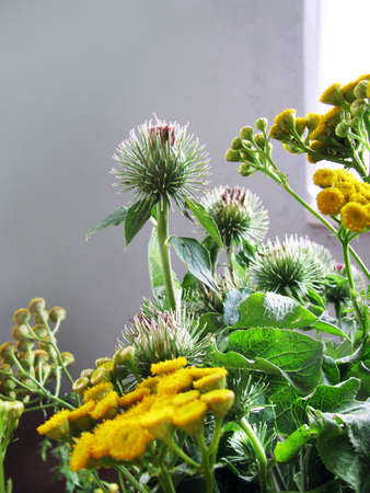 Beautiful wild-growing herbs bouquetの写真素材