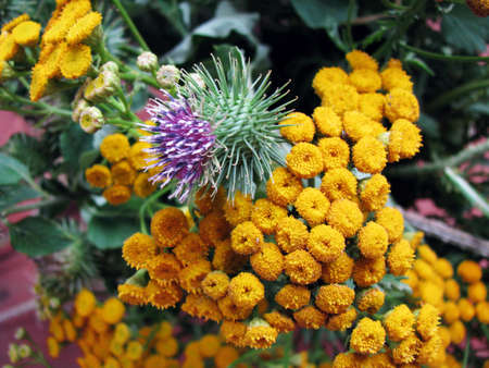 Wild-growing flowersの写真素材