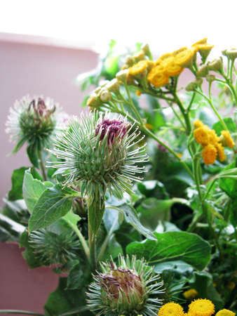 Wild-growing herbs bouquet at the windowの写真素材