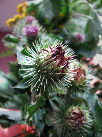 Burdock flowersの写真素材