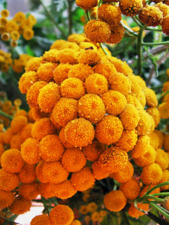 Bright tansy flowersの写真素材