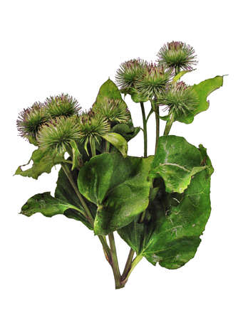 Burdock branch with flowers isolated on white backgroundの写真素材