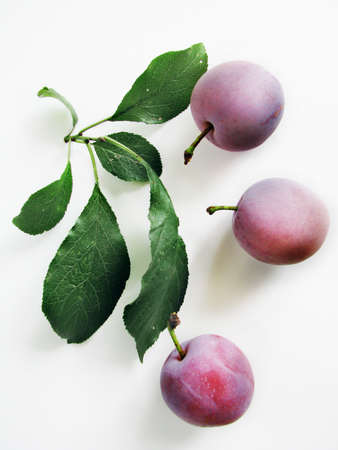 Velvety plums and twigの写真素材