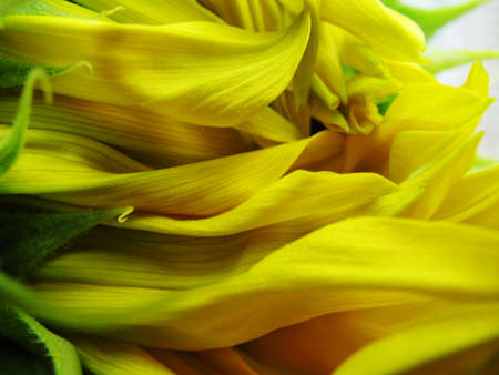 Yellow sunflower petalsの写真素材