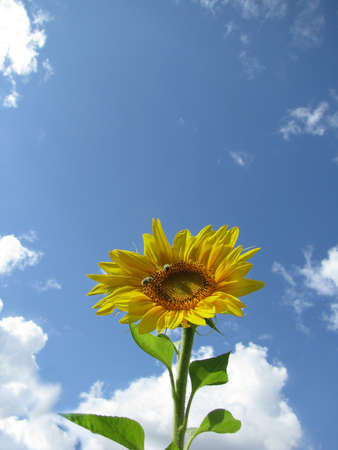 sunflower and beesの写真素材