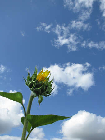 Sunflower and blue skyの写真素材