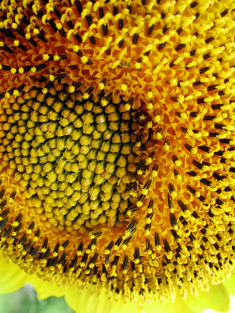 Sunflowerの写真素材