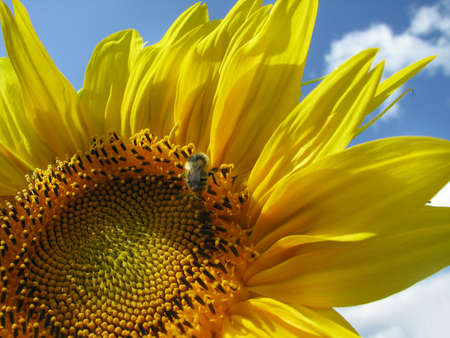 Sunflower and blue skyの写真素材